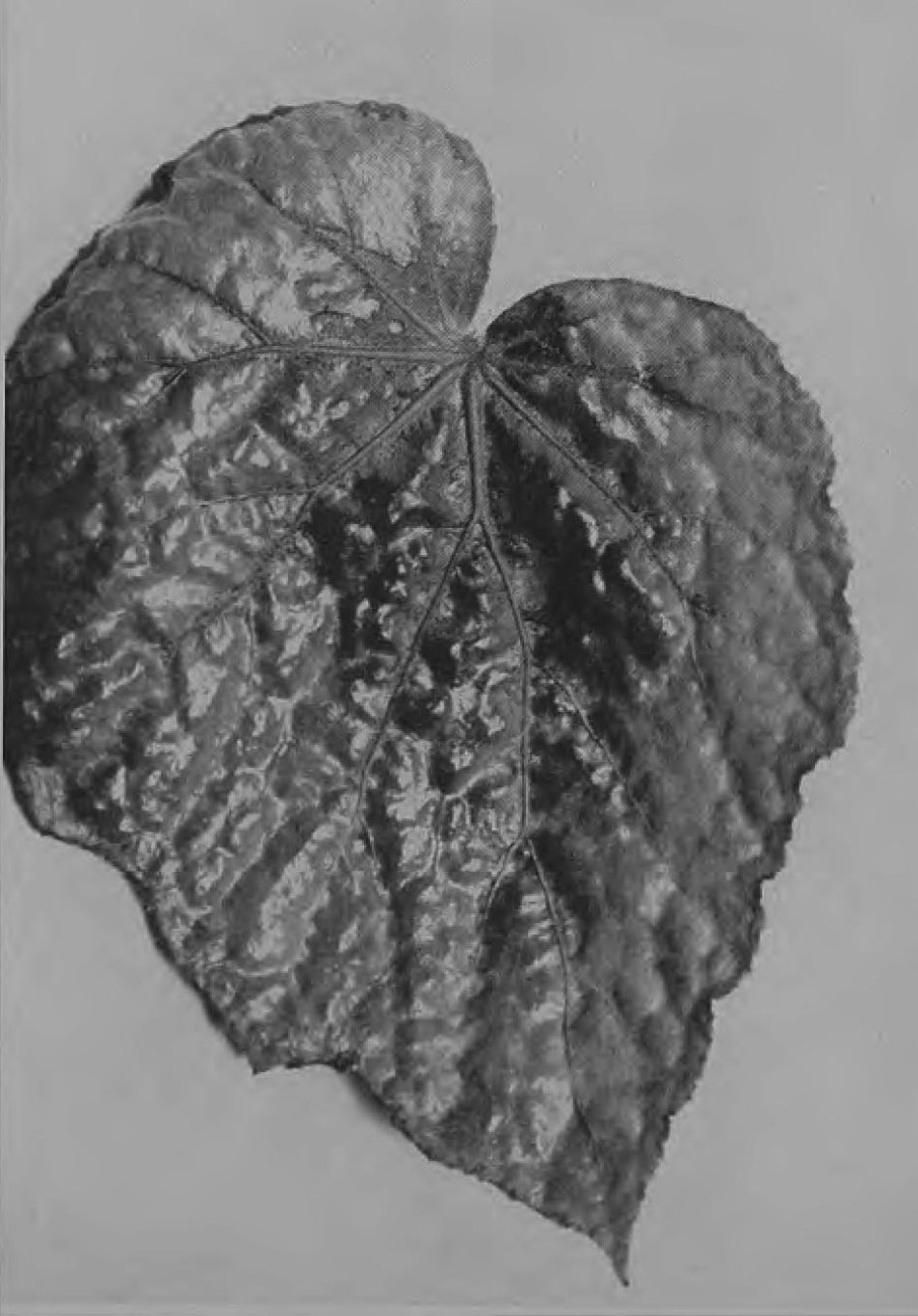 B. ‘Ethel Arnold’